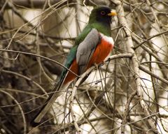 Trogon elegans canescens