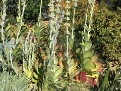 Kalanchoe luciae