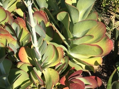 Kalanchoe luciae