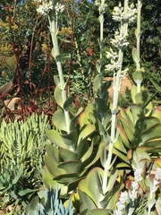 Kalanchoe luciae