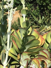 Kalanchoe luciae