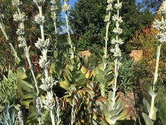 Kalanchoe luciae