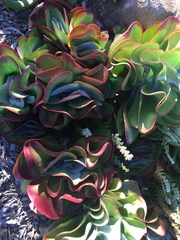 Kalanchoe luciae