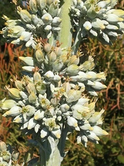 Kalanchoe luciae