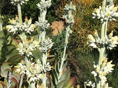 Kalanchoe luciae