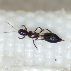 Franklinothrips vespiformis