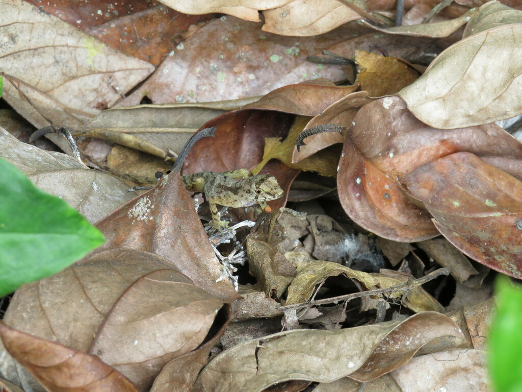 Cope's Veracruz Anole