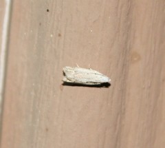 Epiblema separationis