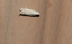 Epiblema separationis