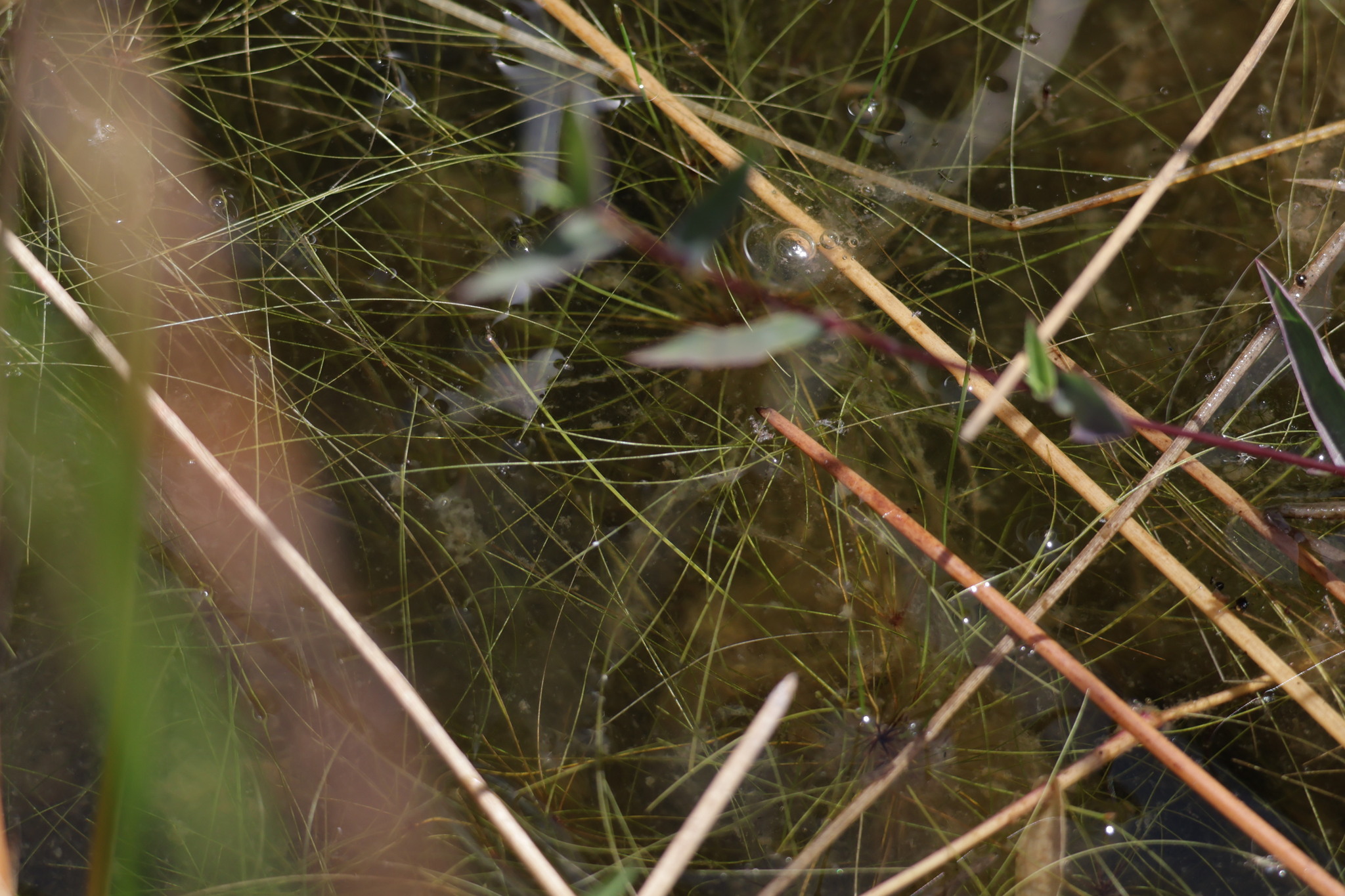 Eleocharis minima