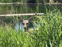 Odocoileus hemionus columbianus