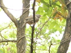 Argya striata