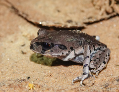 Rakhine Bicolor-Eyed Toadfrog photo 3