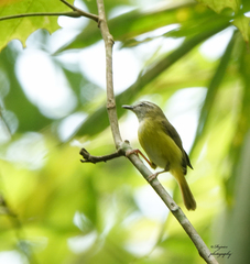Abroscopus superciliaris