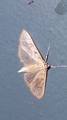 Palpita freemanalis