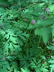 Dicentra formosa formosa