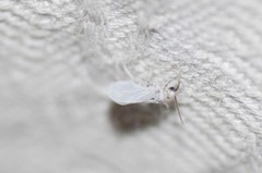 Coniopteryginae