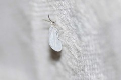 Coniopteryginae