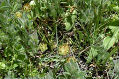 Trifolium cyathiferum