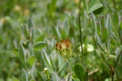 Trifolium cyathiferum