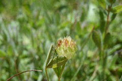 Trifolium cyathiferum