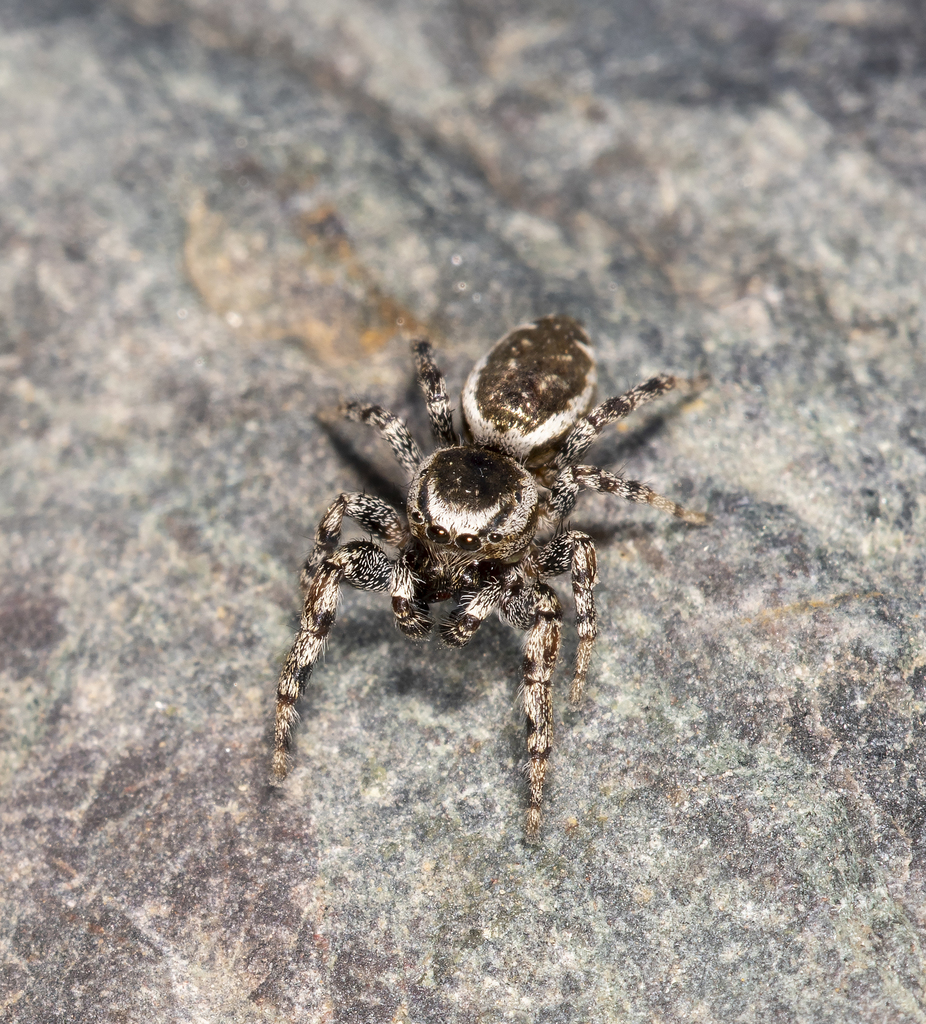 Pelegrina bunites