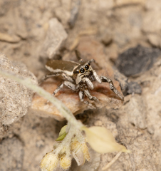 Salticus peckhamae