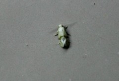 Cochylis caulocatax