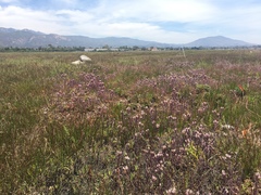 Chloropyron maritimum maritimum