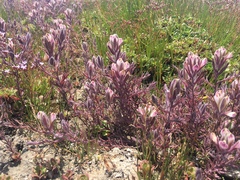 Chloropyron maritimum maritimum