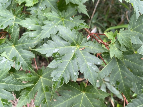Acer tschonoskii, photographed by an iNaturalist contributor