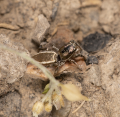 Salticus peckhamae