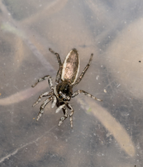 Salticus peckhamae
