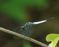 Brachydiplax sobrina