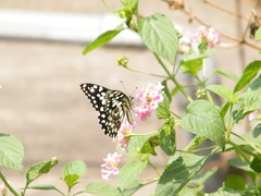 Papilio demoleus