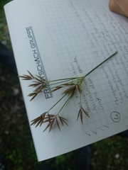 Cyperus longus