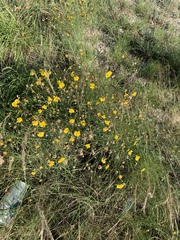 Thelesperma simplicifolium