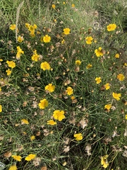 Thelesperma simplicifolium