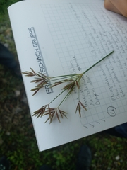 Cyperus longus