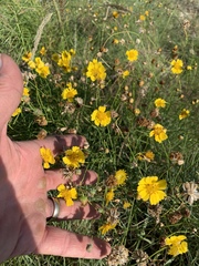 Thelesperma simplicifolium