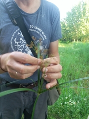 Cyperus longus