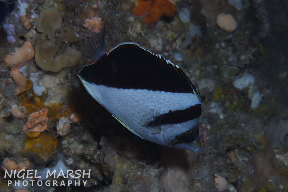 Burgess's butterflyfish (Chaetodon burgessi) — Chaetodontidae
