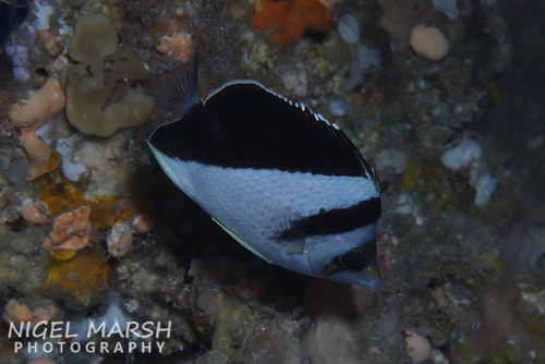 Burgess's butterflyfish (Chaetodon burgessi) — Chaetodontidae