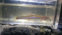 Notropis rubellus