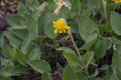 Arnica parryi