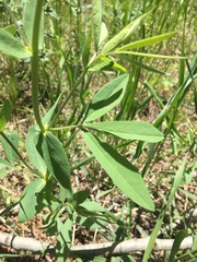 Thermopsis montana