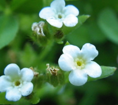 Plagiobothrys scouleri