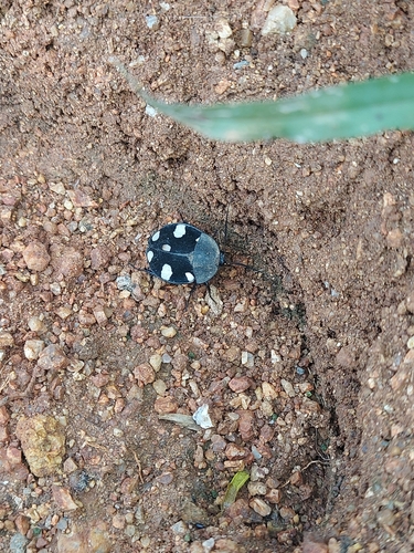 Photo of Indian Domino Cockroach (Therea petiveriana)