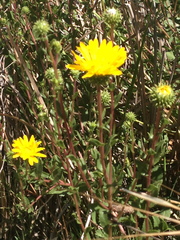 Grindelia stricta angustifolia