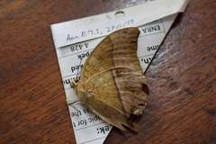 Charaxes varanes vologeses